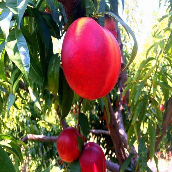 Tüplü Erkenci Zinkal 7  Nektarin Fidanı ürün görseli