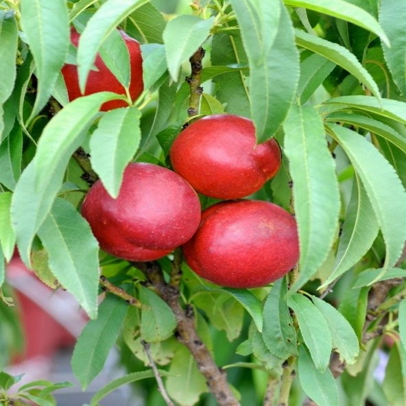 Tüplü Yüksek Verimli Amiga Nektarin Fidanı - Resim 2