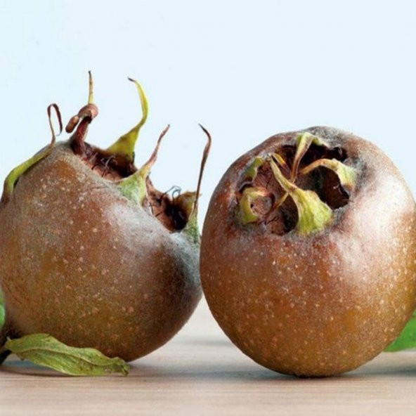 Tüplü Hızlı Gelişen Muşmula Döngel Fidanı - Resim 3