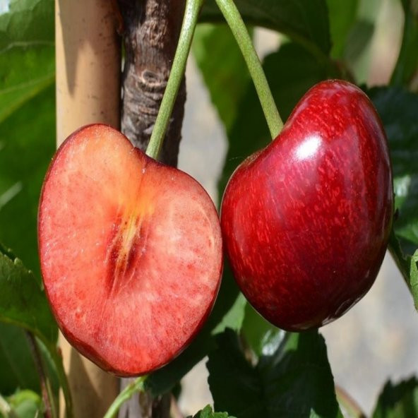 Tüplü Kendine Verimli Celeste Kiraz Fidanı - 2