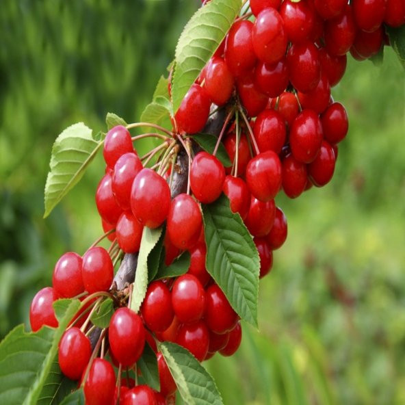 Tüplü Pembe Sunburst Kiraz Fidanı ürün görseli