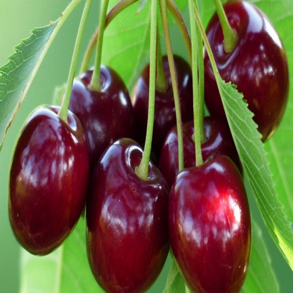 Tüplü Verimi Yüksek Larian Kiraz Fidanı - Resim 4