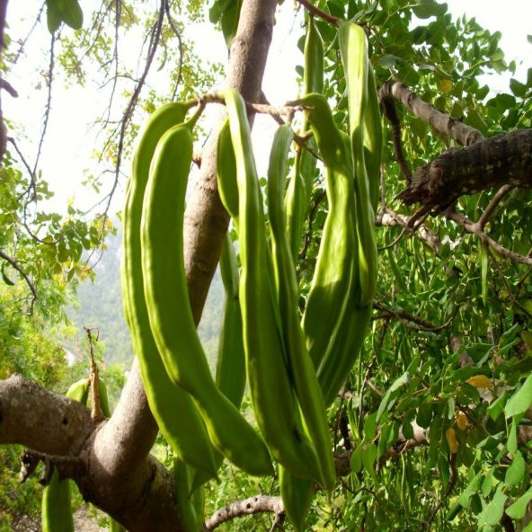 Tüplü Harnup (Keçi Boynuzu) Fidanı (80-120 cm) - Resim 3
