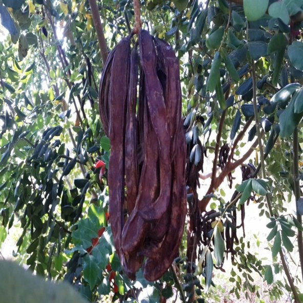 Tüplü Harnup (Keçi Boynuzu) Fidanı - 3