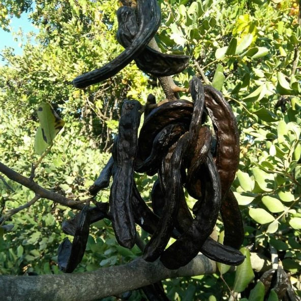 Tüplü İçi Ballı Harnup (Keçi Boynuzu) Fidanı (Aşılı) - 3