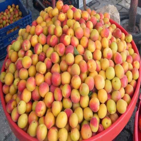 Tüplü Büyük Meyveli Ziraat Şekerpare Kayısı Fidanı ürün görseli