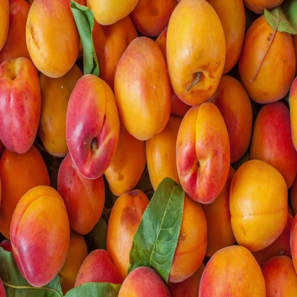 Tüplü Sarı Kırmızı Al Kayısı Fidanı - Resim 2