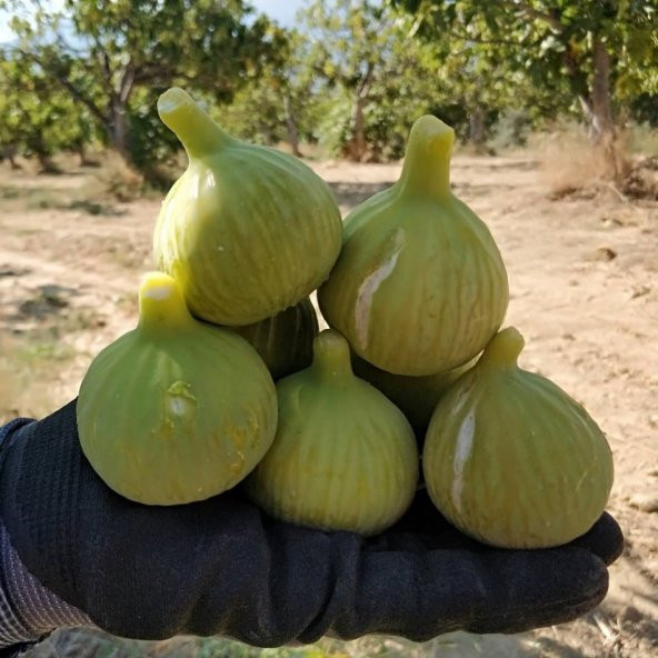 Tüplü Kolay Soyulabilen Ege Yeşil Güz İncir Fidanı ürün görseli