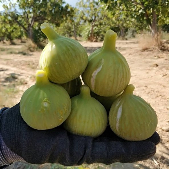 Tüplü Kolay Soyulabilen Ege Yeşil Güz İncir Fidanı - Resim 2