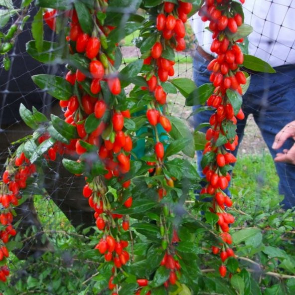 Tüplü Şifalı Kırmızı Goji Berry (Kurt Üzümü ) Fidanı 10 Adet - 2