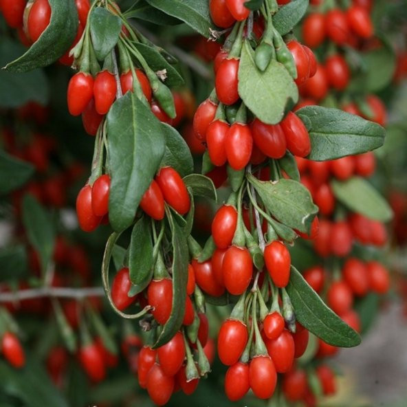 Tüplü Şifalı Kırmızı Goji Berry (Kurt Üzümü )Fidanı - Resim 4