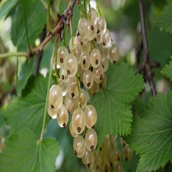 Tüplü Farklı Çeşit Beyaz Frenk Üzümü Fidanı - Resim 3