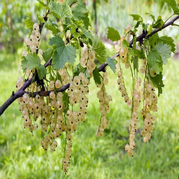 Tüplü Yellow  Frenk Üzümü Fidanı - Resim 5