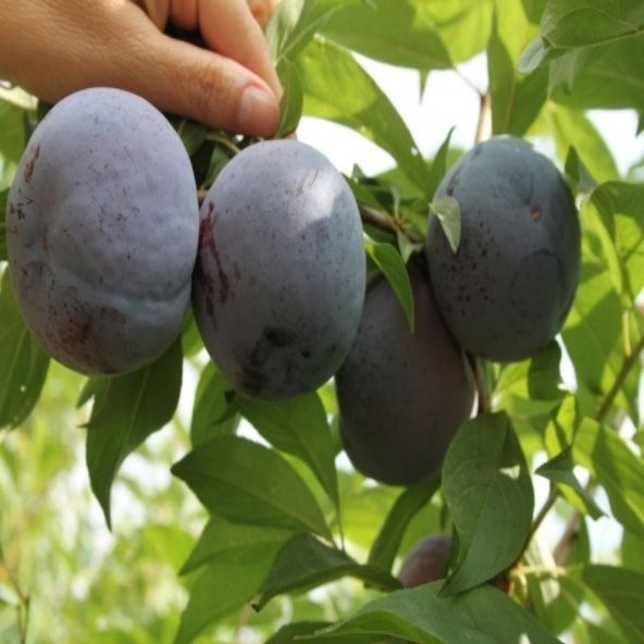 Tüplü Siyah Diamond Erik Fidanı - Resim 4