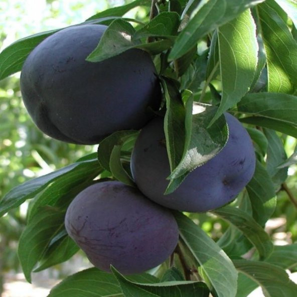 Tüplü Kuvvetli Gelişen Original Sun Erik Fidanı - Resim 2