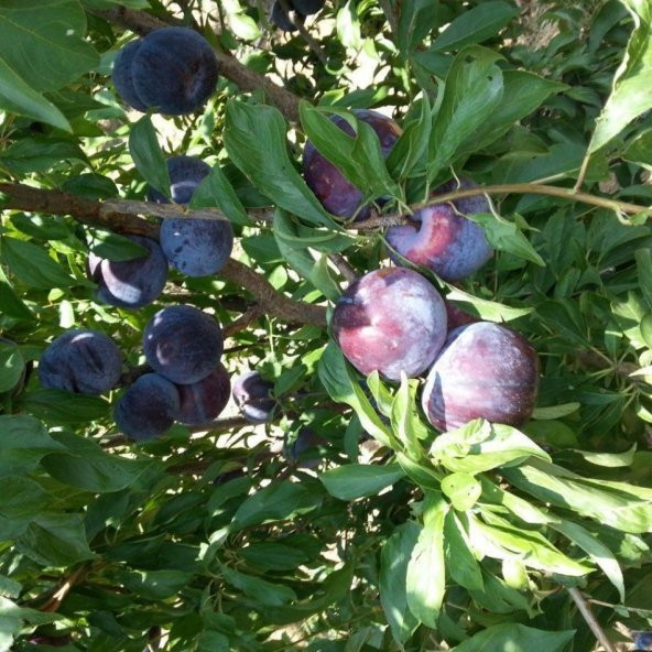 Tüplü Düzenli Meyve Veren Tracy Sun Erik Fidanı - Resim 3