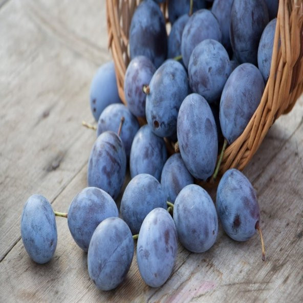 Tüplü Black Mürdüm Erik Fidanı ürün görseli