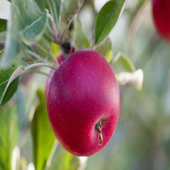 Tüplü Soğuklama İhtiyacı Az Williams Pride Elma Fidanı ürün görseli