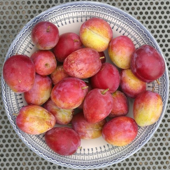Tüplü Pembe Laetitia Erik Fidanı - 4