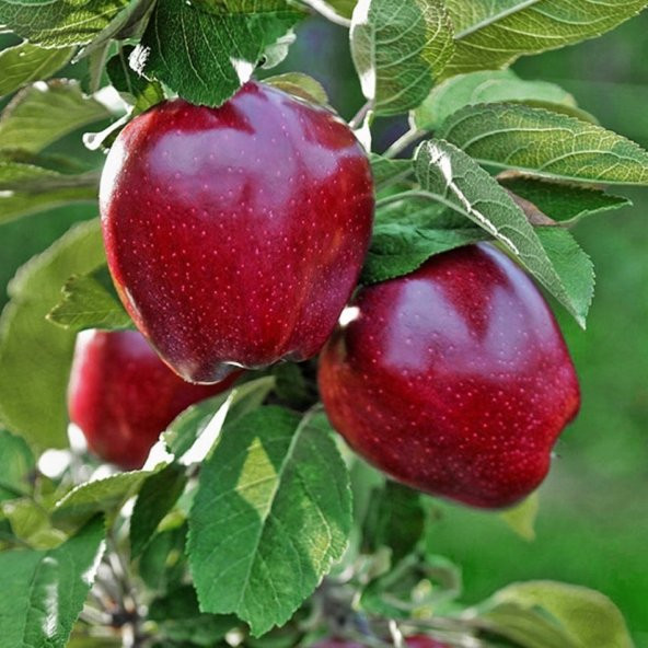 Tüplü Kırmızı Chief  Elma Fidanı - Resim 3