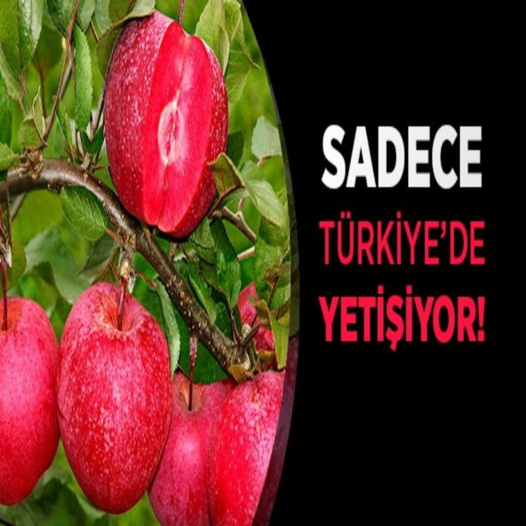 Tüplü Türkiye İçi Dışı Kırmızı Elma Fidanı - 3