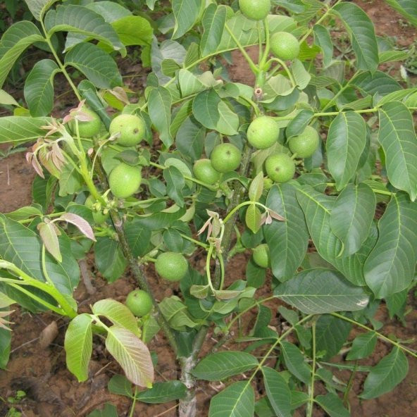 Tüplü İç Verimi Yüksek Chandler Ceviz Fidanı ürün görseli