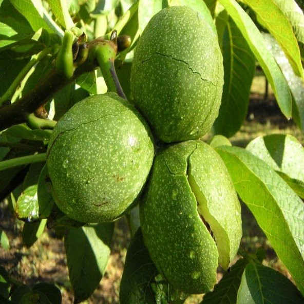 Tüplü Yan Dal Verimi Yüksek Howard Ceviz Fidanı - Resim 2