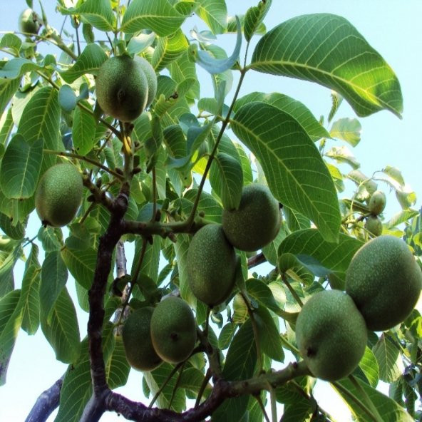 Tüplü Kuvvetli Gelişen Franquette Ceviz Fidanı - Resim 3