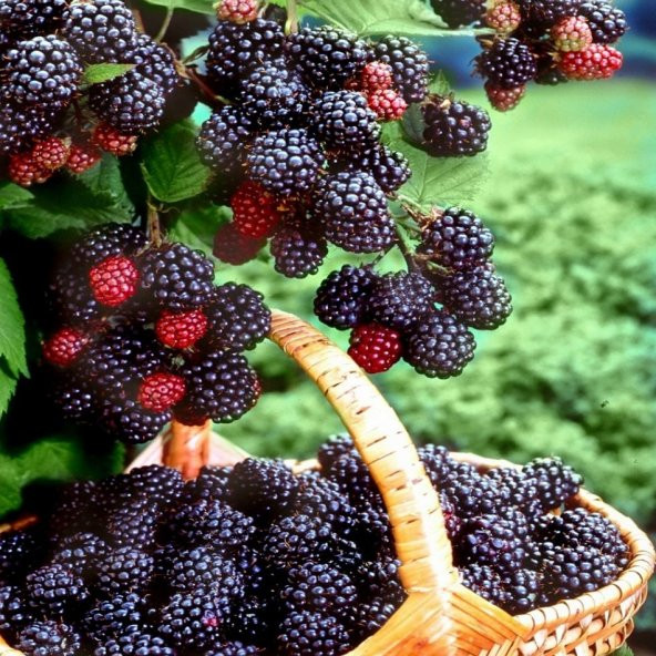 Tüplü Ahudu Melezi Boysenberry Böğürtlen Fidanı - Resim 2