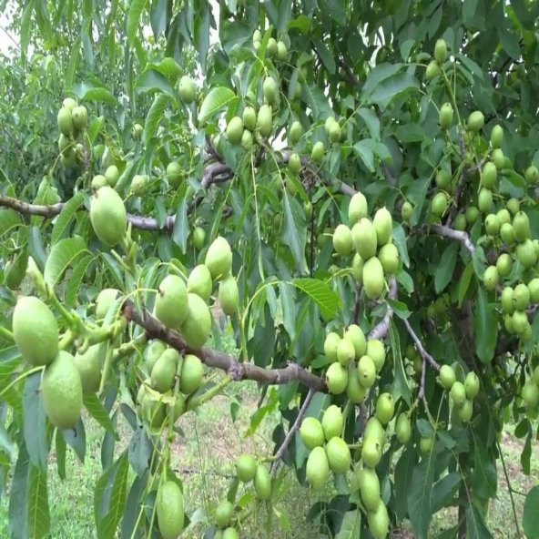 Tüplü Tozlayıcı İhtiyacı Duymayan Pedro Ceviz Fidanı - Resim 4
