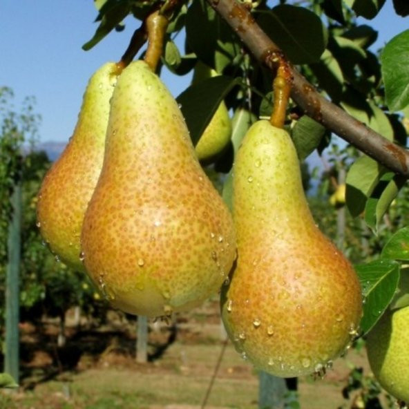 Tüplü Şeker Gibi Abete Fetel Armut Fidanı - 3