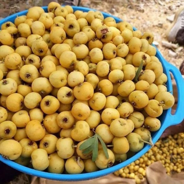 Tüplü Doğal Yabani Alıç Fidanı ürün görseli