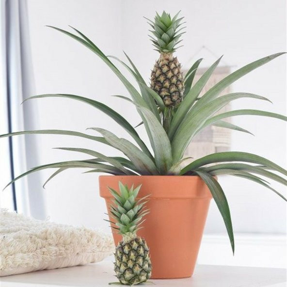 Tüplü Sınırlı Stok Ananas Fidanı ürün görseli