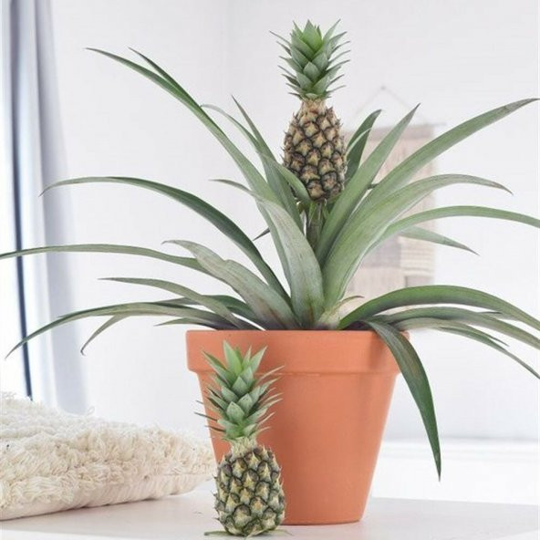 Tüplü Sınırlı Stok Ananas Fidanı - Resim 2