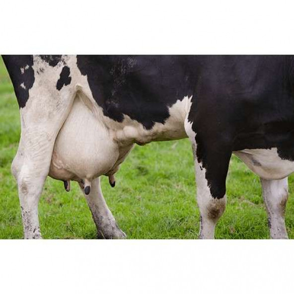 Ulusoy Tohumculuk Caramba Yem Bitkisi Tohumu Tetraploid Ryegrass 25Kg - 3