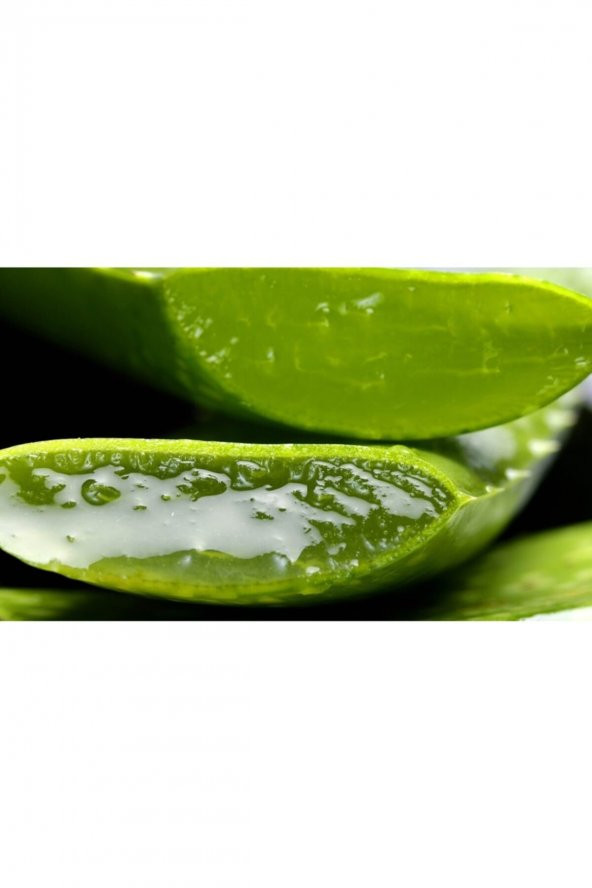 Aloevera Yaprak 1 Kg