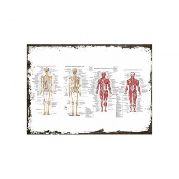 Insan Anatomisi Kas Iskelet Ahşap Poster 10*15 Cm