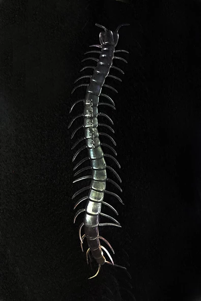 Şeffaf Renk Karanlıkta Parlayan Fosforlu Kırkayak 13 cm 1 Adet - Resim 2