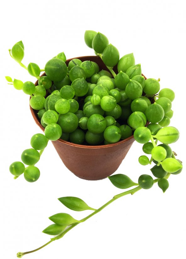 SENECIO BONCUK ÇİÇEĞİ YÜKSEK KALİTE 5,5 CM