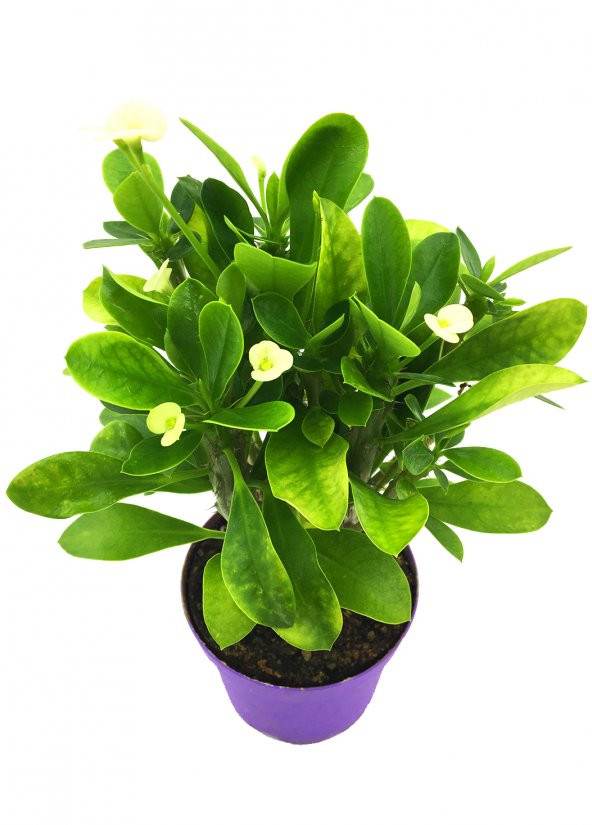 Euphorbia Milii Dikenler Tacı Beyaz Çiçek
