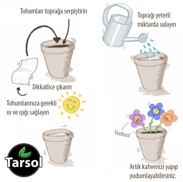 BEYAZ BALKABAĞI TOHUMU 30 ADET TOPRAK VE SAKSI SETİ - Resim 2