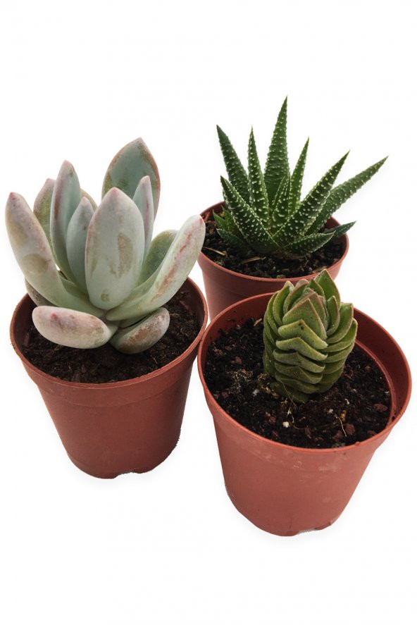 SUKULENT KAKTÜS SETİ 3 ADET BUDDHA ürün görseli