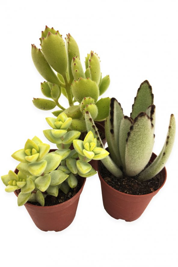SUKULENT KAKTÜS SETİ 3 ADET CUBA