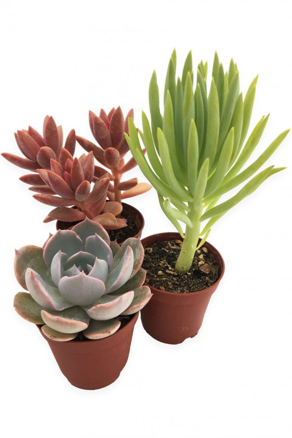 SUKULENT KAKTÜS SETİ 3 ADET SAN SALVADOR