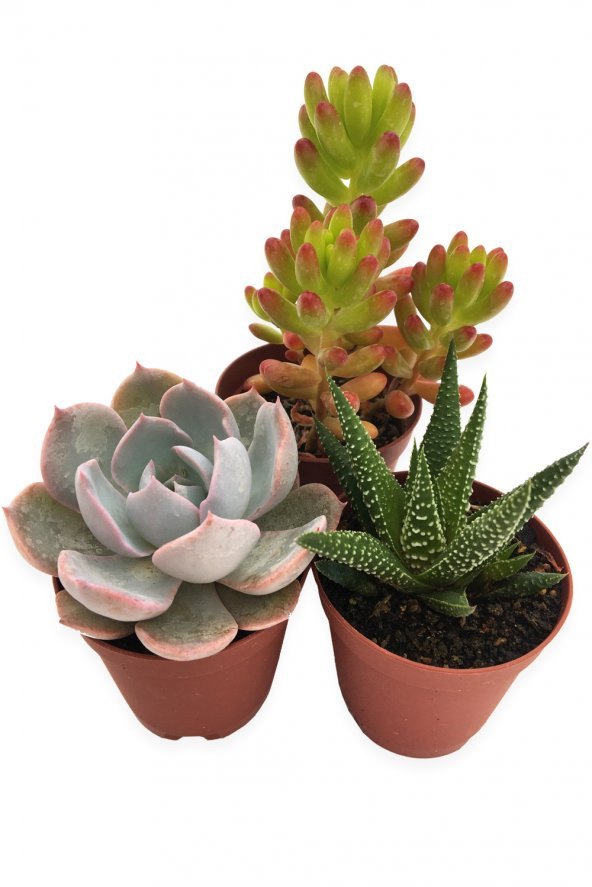 SUKULENT KAKTÜS SETİ 3 ADET SANTİAGO ürün görseli