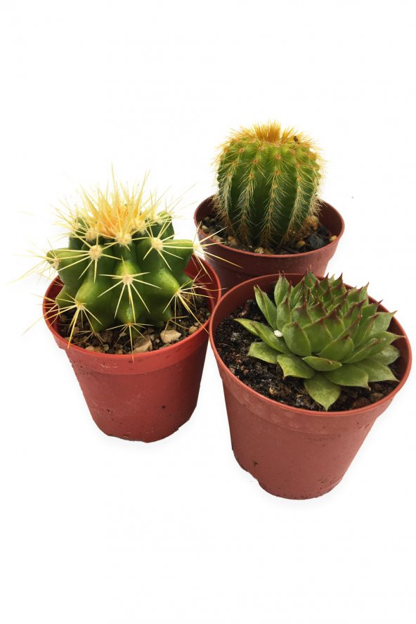 SUKULENT KAKTÜS SETİ 3 ADET STOCKHOLM ürün görseli