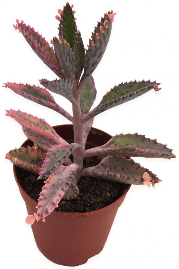 AŞKIN GÖZ YAŞLARI PEMBE TÜR KALANCHOE 5,5 CM SAKSIDA