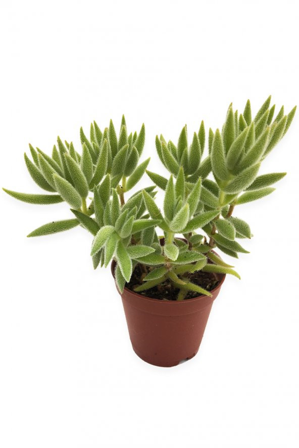 CRASSULA MESEMBRYANTHEMOİDES SUKULENT 5,5 CM SAKSIDA