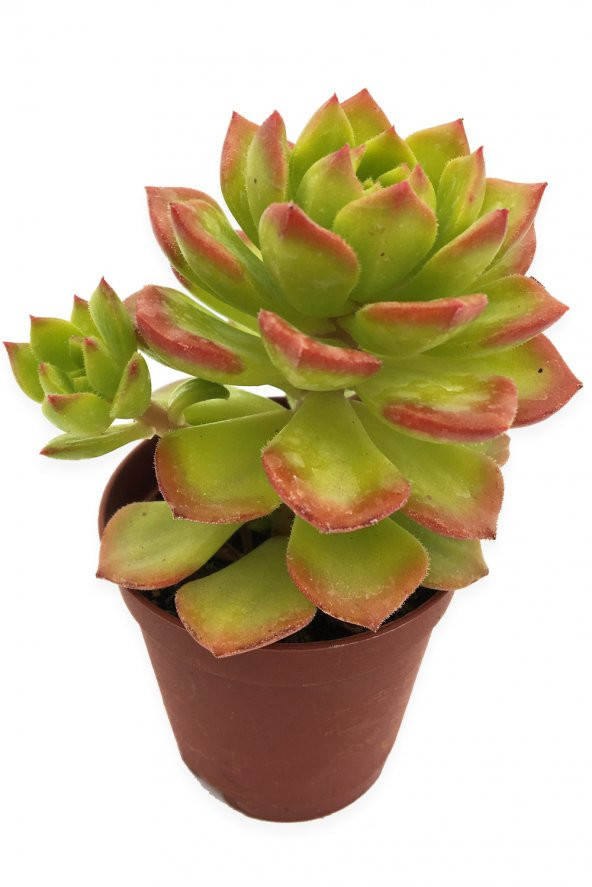 ECHEVERİA BİANCA SUKULENT UÇLARI KIRMIZI 5,5 CM SAKSIDA