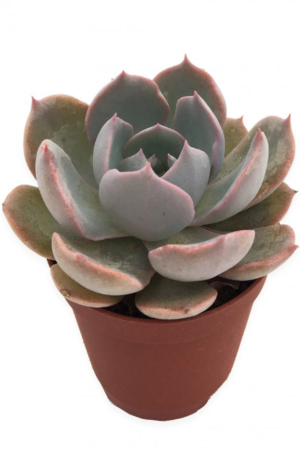 ECHEVERİA MORNİNG BEAUTY SUKULENT 5,5 CM SAKSIDA ürün görseli